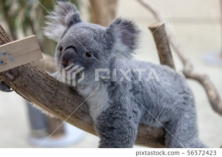 Koala Koala 56572423