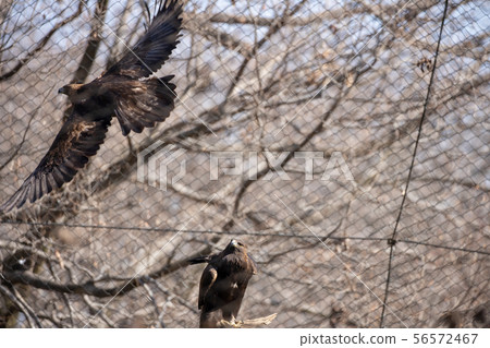 White-tailed eagle in Tama Zoo 56572467