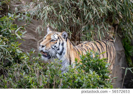 Amur / Siberian tiger in Tama Zoo 56572653