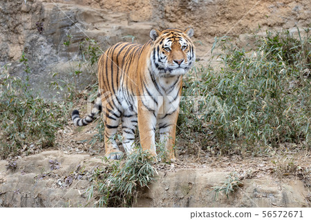Amur / Siberian tiger in Tama Zoo 56572671