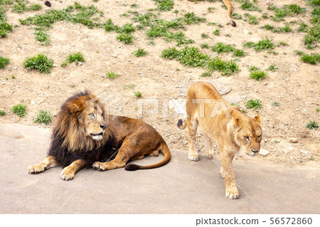 Lion (one male and one female) Lion (one male and one female) 56572860