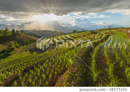 Pa Bong Piang Rice Terraces in the rainy season Pa Bong Piang Rice Terraces in the rainy season 56573143