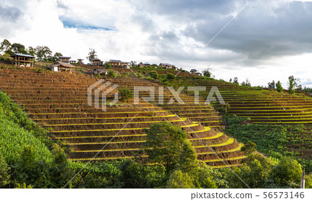 Pa Bong Piang Rice Terraces in the rainy season 56573146