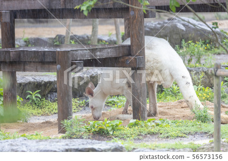 袋鼠金澤動物園(White Kangaroo) 袋鼠金澤動物園(White Kangaroo) 56573156