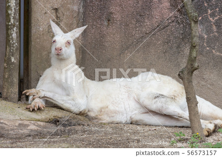 Kanazawa Zoo, Kangaroo (White Kangaroo) Kanazawa Zoo, Kangaroo (White Kangaroo) 56573157