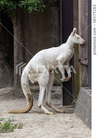 袋鼠金澤動物園（White Kangaroo） 56573163