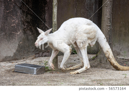 袋鼠金澤動物園(White Kangaroo) 袋鼠金澤動物園(White Kangaroo) 56573164