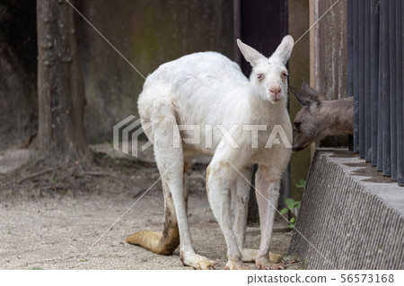 Kanazawa Zoo, Kangaroo (White Kangaroo) 56573168