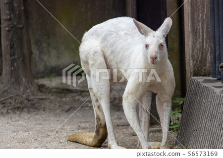 Kanazawa Zoo, Kangaroo (White Kangaroo) 56573169