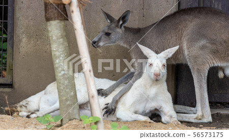 Kanazawa Zoo, Kangaroo (White Kangaroo) 56573175