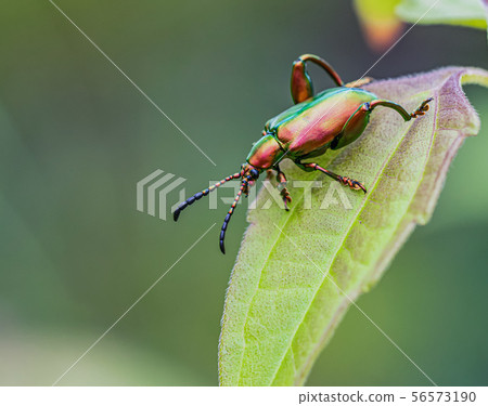 Emerald green gold insect in nature Emerald green gold insect in nature 56573190