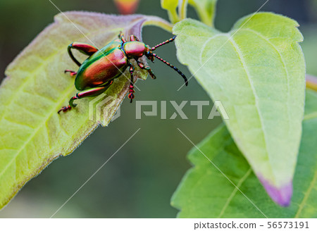 Emerald green gold insect in nature Emerald green gold insect in nature 56573191