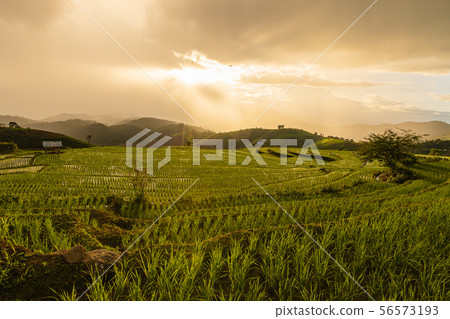 Pa Bong Piang Rice Terraces in the rainy season Pa Bong Piang Rice Terraces in the rainy season 56573193