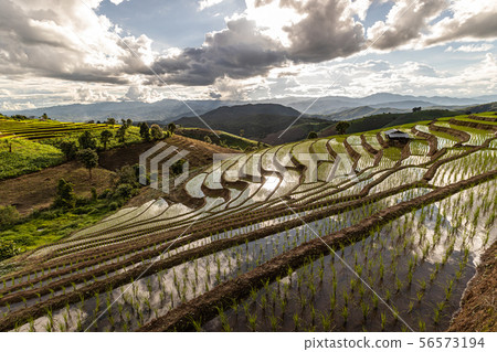 Pa Bong Piang Rice Terraces in the rainy season Pa Bong Piang Rice Terraces in the rainy season 56573194