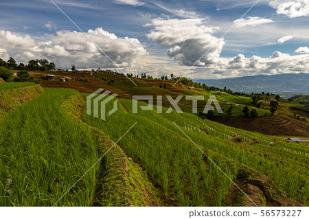 Pa Bong Piang Rice Terraces in the rainy season 56573227