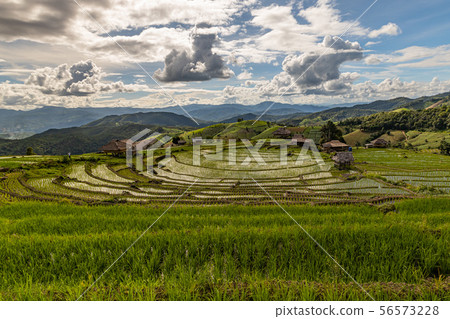 Pa Bong Piang Rice Terraces in the rainy season 56573228