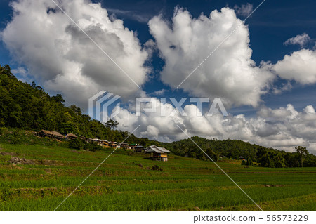 Pa Bong Piang Rice Terraces in the rainy season Pa Bong Piang Rice Terraces in the rainy season 56573229