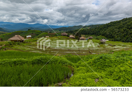 Pa Bong Piang Rice Terraces in the rainy season Pa Bong Piang Rice Terraces in the rainy season 56573233