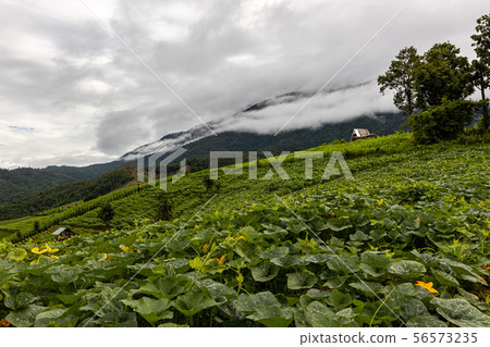 Pa Bong Piang Rice Terraces in the rainy season 56573235