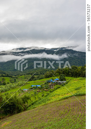 Pa Bong Piang Rice Terraces in the rainy season Pa Bong Piang Rice Terraces in the rainy season 56573237