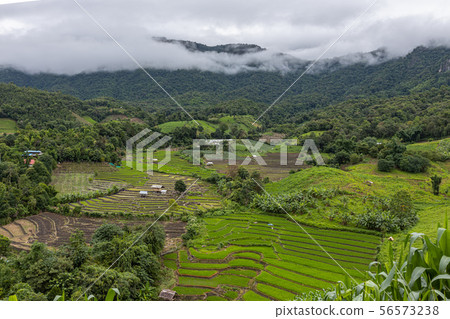 Pa Bong Piang Rice Terraces in the rainy season Pa Bong Piang Rice Terraces in the rainy season 56573238