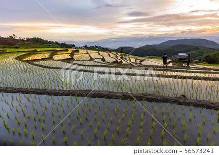 Pa Bong Piang Rice Terraces in the rainy season Pa Bong Piang Rice Terraces in the rainy season 56573241