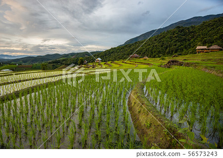 Pa Bong Piang Rice Terraces in the rainy season Pa Bong Piang Rice Terraces in the rainy season 56573243