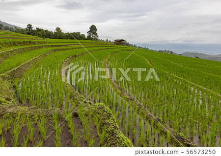Pa Bong Piang Rice Terraces in the rainy season 56573250