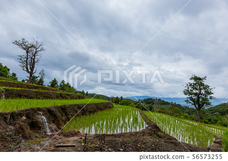 Pa Bong Piang Rice Terraces in the rainy season Pa Bong Piang Rice Terraces in the rainy season 56573255
