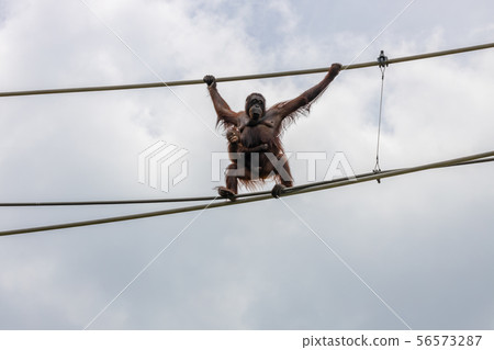 Tama Zoo Park's Skywalk with Orangutans Tama Zoo Park's Skywalk with Orangutans 56573287