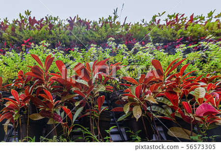 A beautiful ornamental plants for the background 56573305