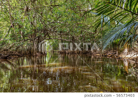 A little Amazon of Thailand 56573403