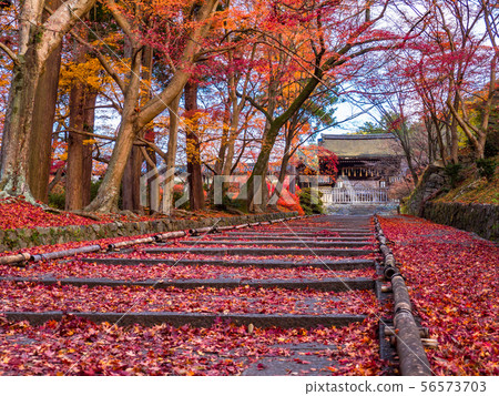 Autumn leaves of Bishamondo and scattered Momiji 56573703