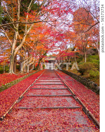 Bishamondo和分散的Momiji秋葉 56573734