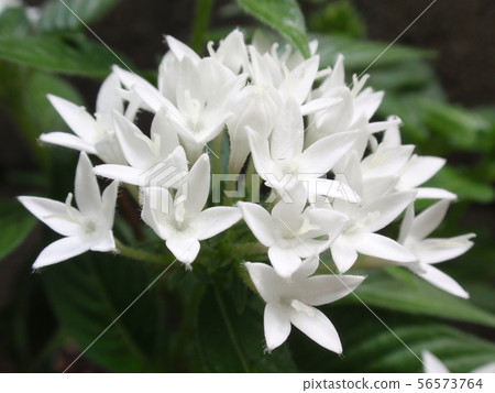 Pentas花白色 Pentas花白色 56573764