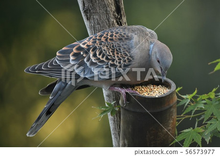 Pigeon in the garden 56573977