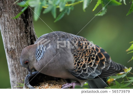 鴿子在花園裡 56573979