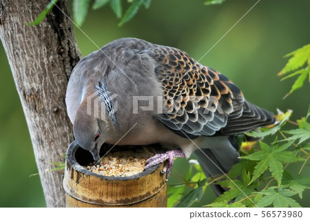 Pigeon in the garden 56573980