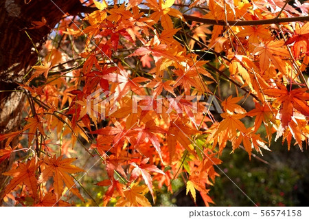 Momiji秋葉陽光紅色桔子 56574158