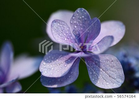 繡球花在花園裡 56574164