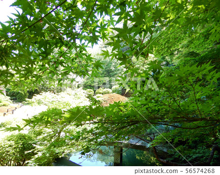 藍色楓葉和Ryushin池塘在京都在初夏 藍色楓葉和Ryushin池塘在京都在初夏 56574268