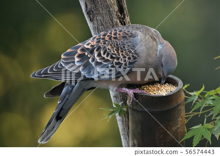 鴿子在花園裡 鴿子在花園裡 56574443