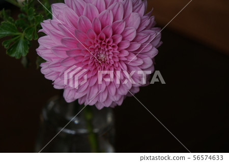 Pink Dahlia Pink Dahlia 56574633