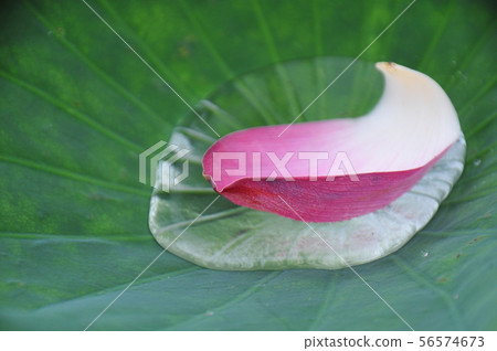 蓮花船，無盡的美麗，自然藝術 56574673