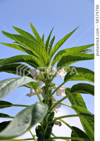 金黃芝麻籽和花 金黃芝麻籽和花 56574786