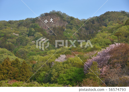 Okoyama,從Okoyama小徑入口停車場看到的鮮綠色盛開的櫻花 Okoyama,從Okoyama小徑入口停車場看到的鮮綠色盛開的櫻花 56574793