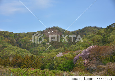 Okoyama,從Okoyama小徑入口停車場看到的鮮綠色盛開的櫻花 Okoyama,從Okoyama小徑入口停車場看到的鮮綠色盛開的櫻花 56574794