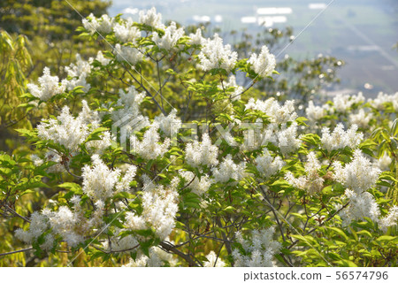 開花在Oyama土坎的Aodamo花 開花在Oyama土坎的Aodamo花 56574796