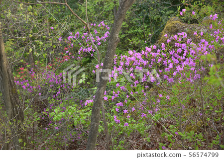 在小山的蜜蜂杜鵑花 在小山的蜜蜂杜鵑花 56574799