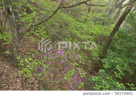在小山的蜜蜂杜鵑花 56574801